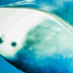 Ballena de 200 años revelaría cómo alargar la vida humana