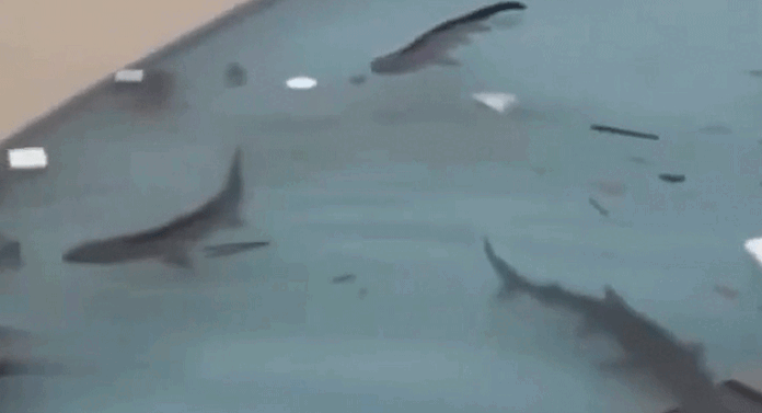 103025-tiburones-en-piscinas