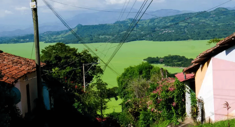 La lechuga de agua asfixia al Lago Suchitlán: crisis ambiental y llamado urgente a la acción