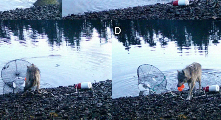 Lobo sorprende al usar trampa para cangrejos para comer
