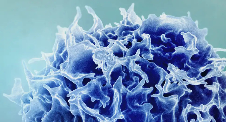 Científicos logran «rejuvenecer» el sistema inmunitario