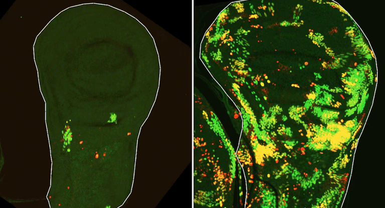 Descubren el mecanismo que permite la regeneración del tejido tras un daño severo