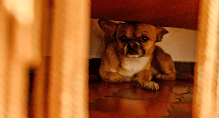 Fuegos artificiales y pánico: Cómo ayudar a los animales a pasar la Nochevieja de forma relajada