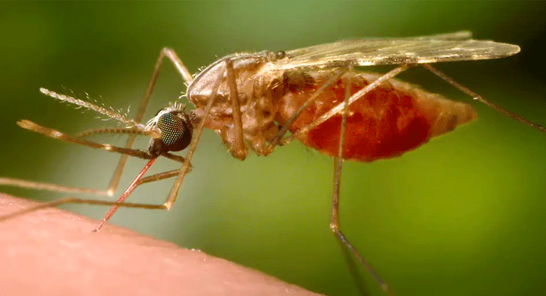 Mosquitos optan por sangre humana ante menor biodiversidad