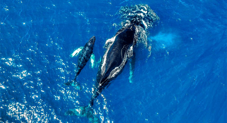 Medio Ambiente reporta el nacimiento de una cría de Ballena en Acajutla