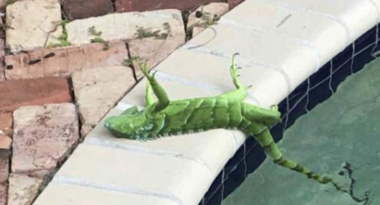 “Lluvia de iguanas” por frío en el sur de la Florida