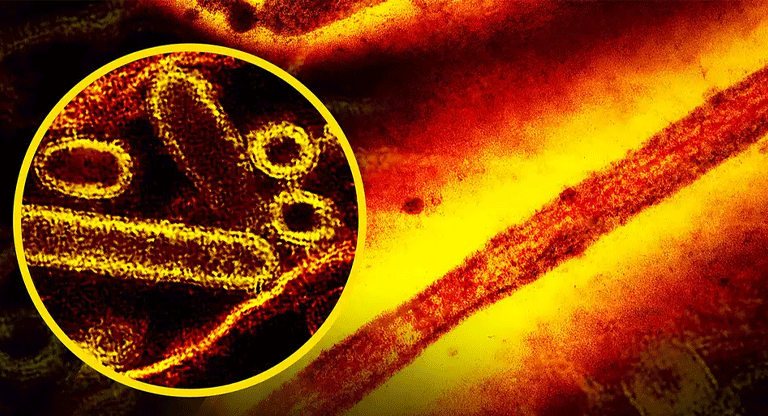 Tres virus podrían causar que podrían desatar crisis en 2026