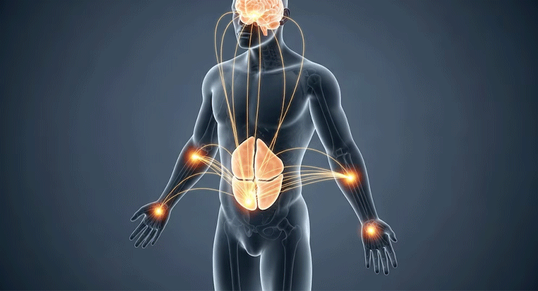 Cómo el cerebro puede ayudar a eliminar la grasa que no se pierde con dieta ni ejercicio
