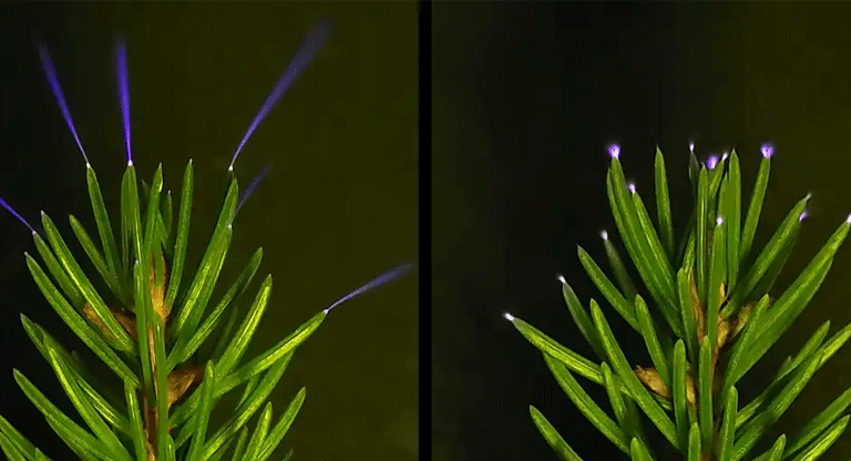 Extraña luz púrpura aparece en los árboles durante tormentas