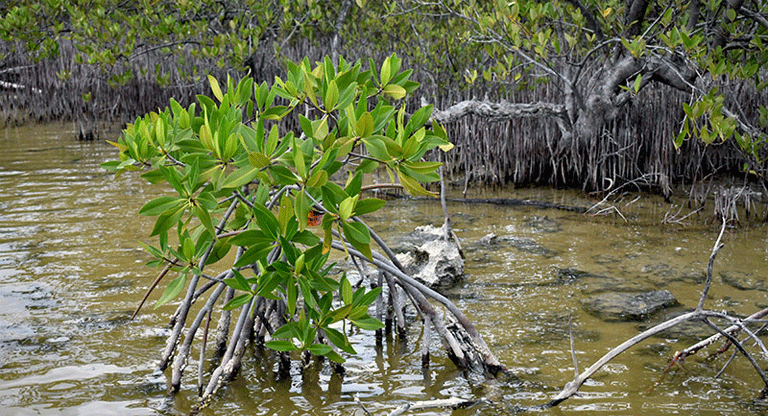 Advierten sobre la pérdida acelerada de manglares por el cambio climático