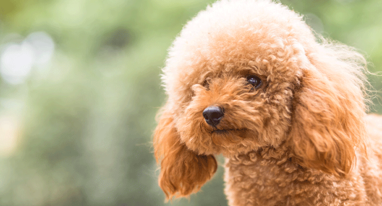 Mascotas también son víctimas de los misiles lanzados por Irán