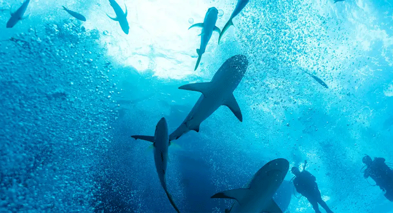 Tiburones dan positivo en cocaína en el Caribe