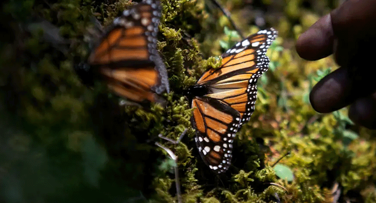 México: La mágia de las mariposas Monarca