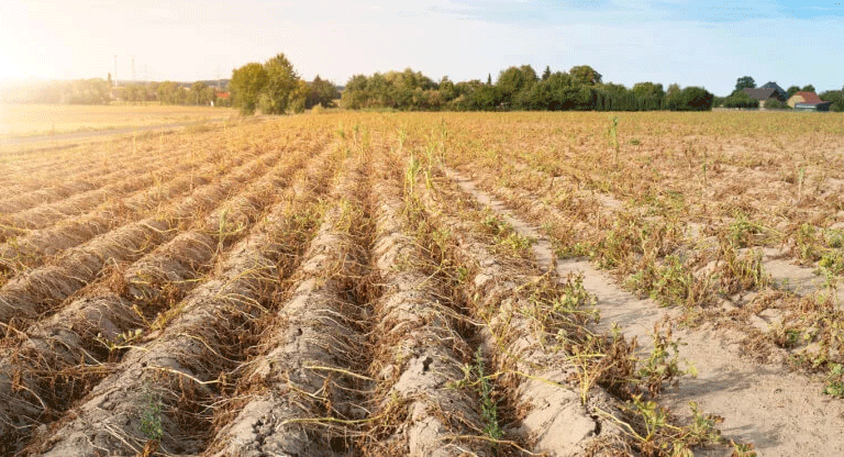 El campo bajo asedio: Crisis logística, calor extremo y el lastre del contrabando