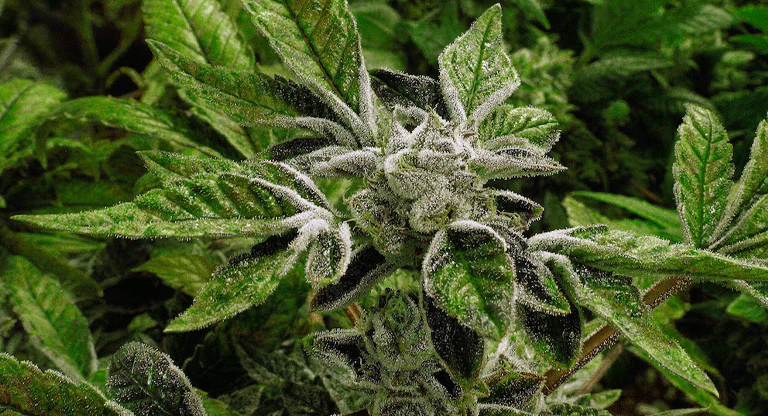 Estados Unidos reclasificó la marihuana a una categoría menos restrictiva