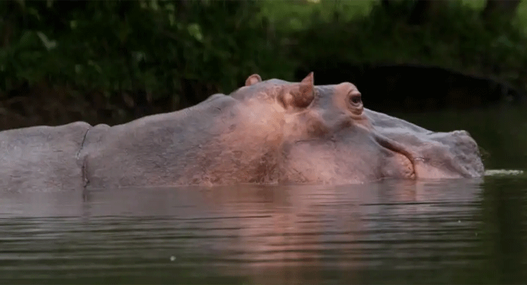 Magnate indio ofrece salvar a 80 hipopótamos colombianos