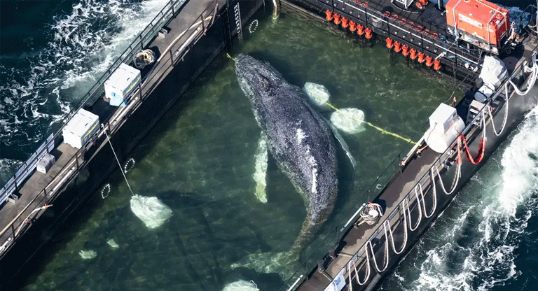 El rescate espectacular de una ballena que estubo atrapada frente a Alemania por dos meses