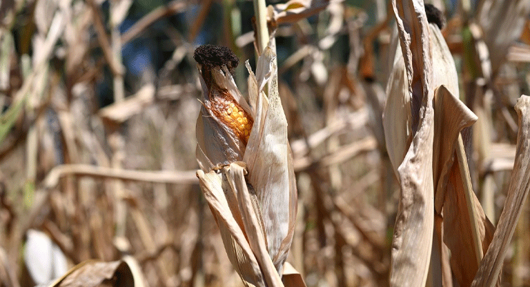 Alemania ha perdido casi 700 millones de dólares en cosechas por sequía y onda de calor