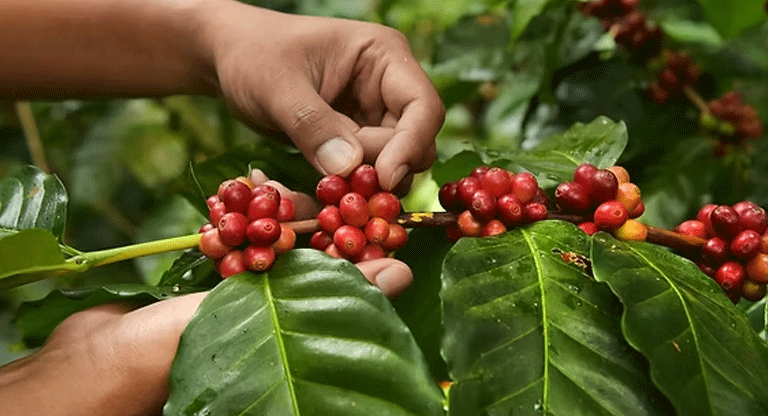 El café salvadoreño pierde terreno frente a Honduras y Guatemala; menos tierra e insuficiente ayuda gubernamental