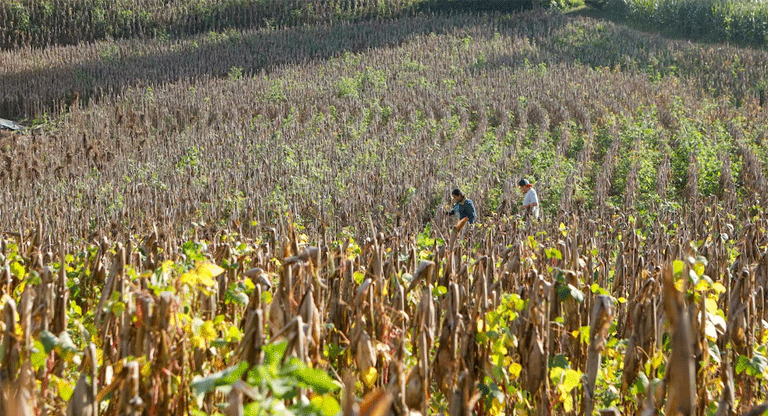 Sector agrícola proyecta pérdida del 20% en primera siembra y alerta sobre grave riesgo en el frijol