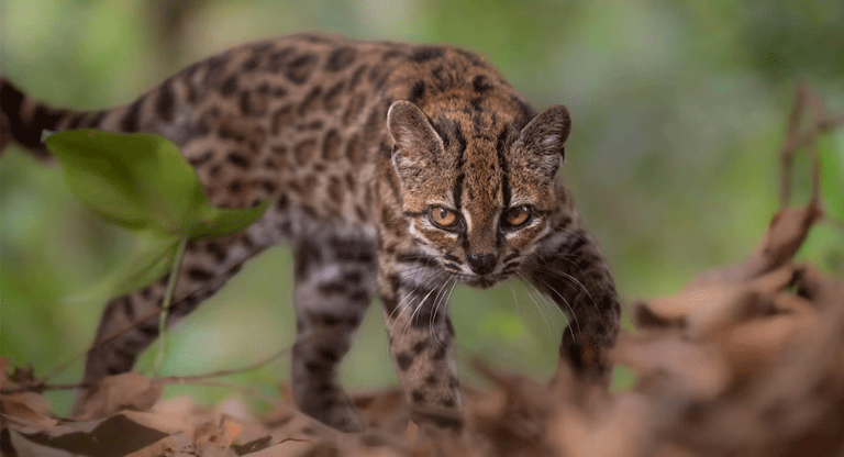 Criado durante un año como mascota, pero era cazador y maullaba distinto, es una nueva especie