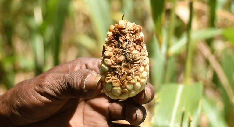 El modelo agrícola centroamericano fracasa este año a causa de El Niño