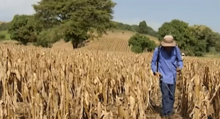 El Salvador declara emergencia nacional por seis meses ante sequía asociada al ‘Súper El Niño’