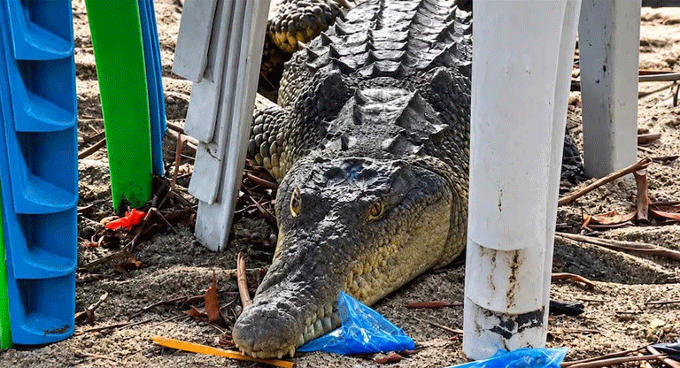 Encuentran Cocodrilo refugiándose bajo sillas plásticas en playa San Marcelino