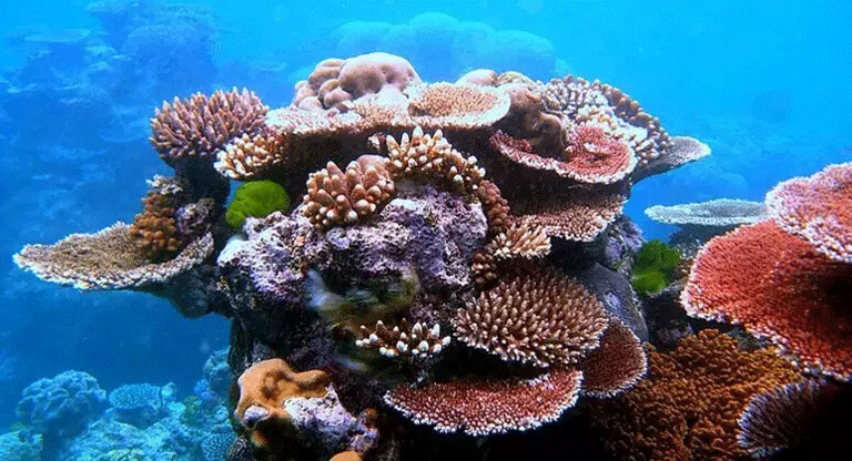 El 44% de las especies de coral en riego de extinción por el clima