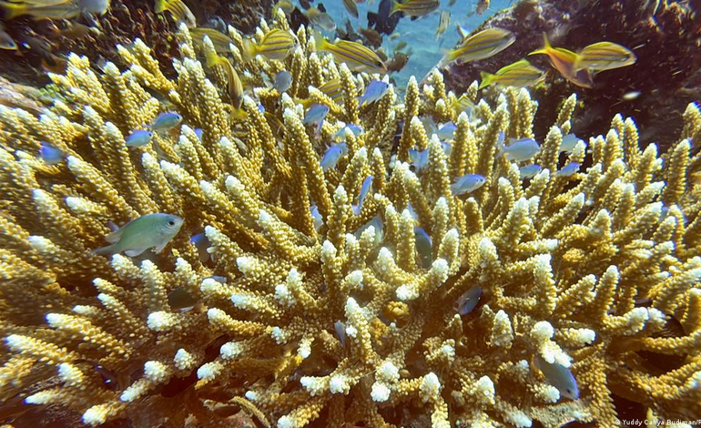 El cambio climático amenaza al 44 % de los arrecifes de coral